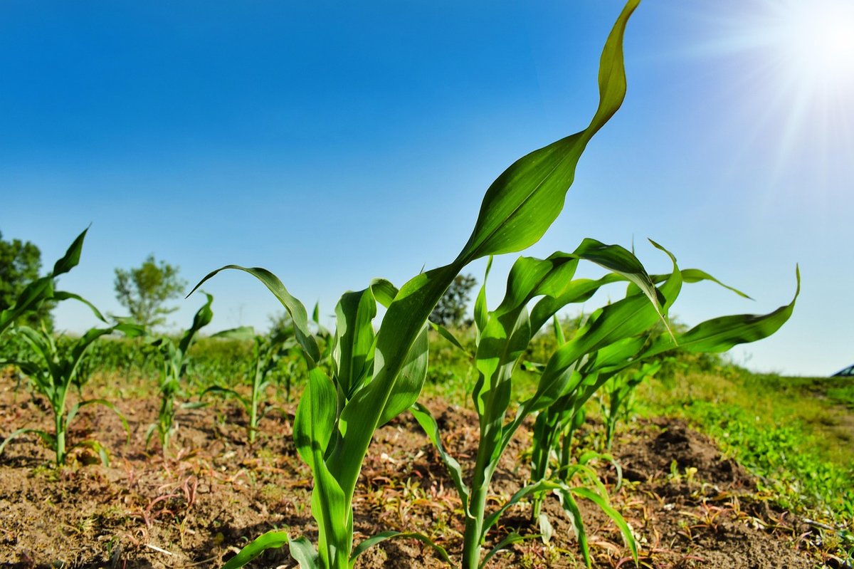 plant, agriculture, business, corn, country, countryside, crop, cultivation, farming, приусадебное agricultura, field, green, ground, growth, el corpiño, de maíz, nature, organic, outdoor, al aire libre, rural, soil, spring, sunshine, young, corn, corn, corn, corn, corn, soil