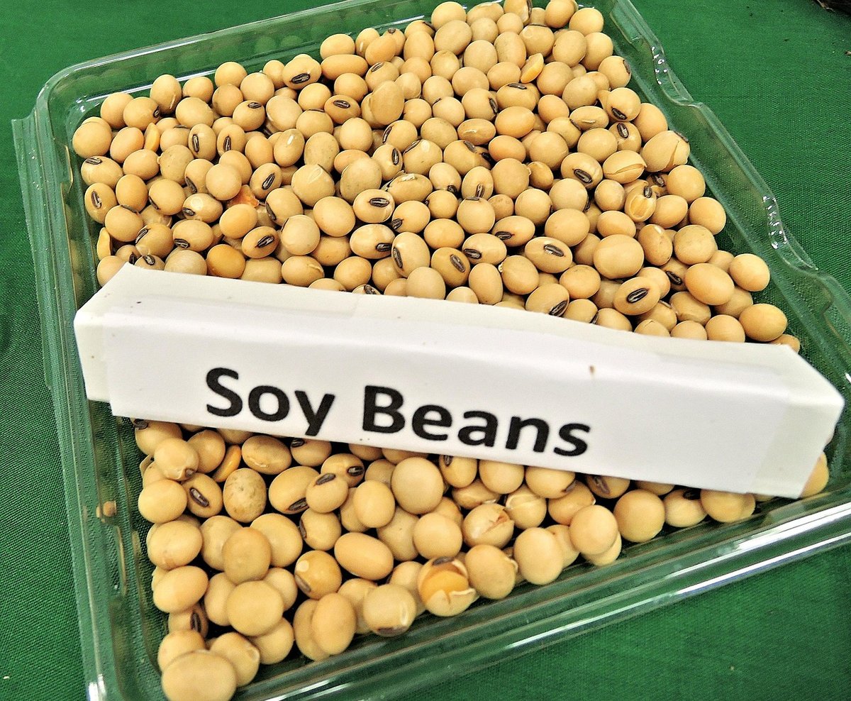 Granos de soja, materia prima del biodiésel estadounidense sujeto a